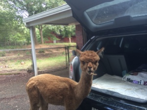alpacas starr eating from car
